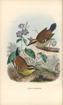 ダニエル・ジロー・エリオット「八色鳥科鳥類図譜」